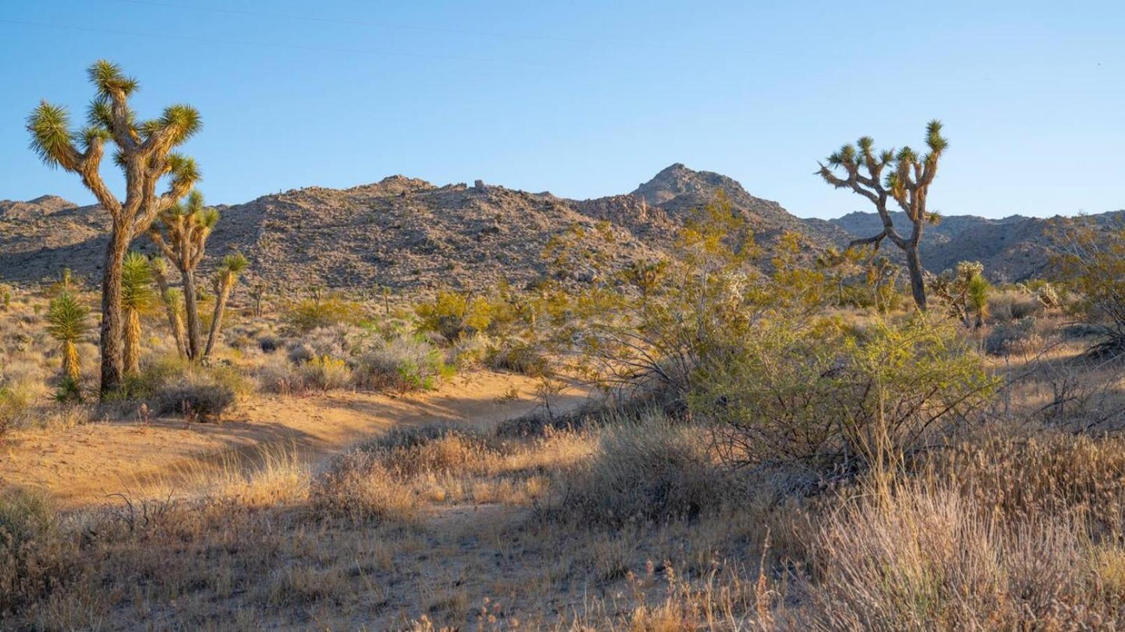Experience Desert Serenity Gateway To Джошуа-Три Экстерьер фото